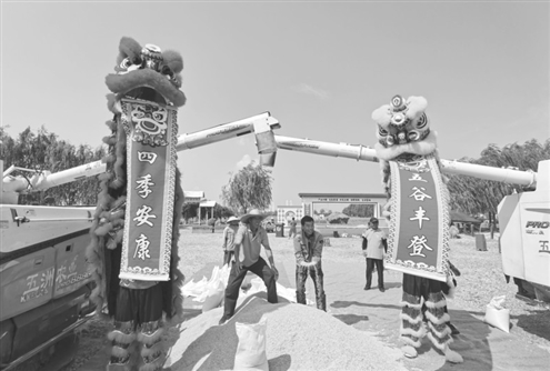 昨日,济南举办黄河稻开镰庆丰收活动